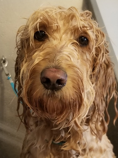 dog getting a bath