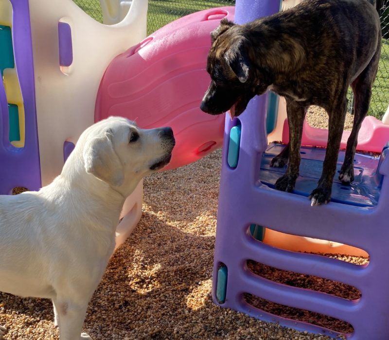 dogs playing outside