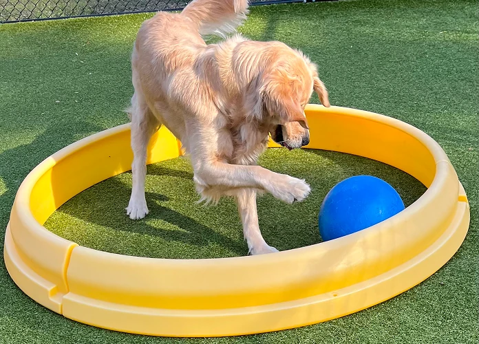 dog plays with blue ball in exercise ring