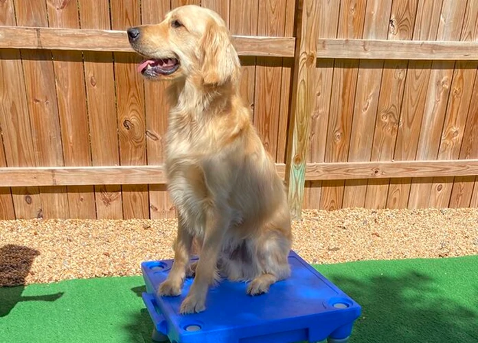 golden retriever sits at attention