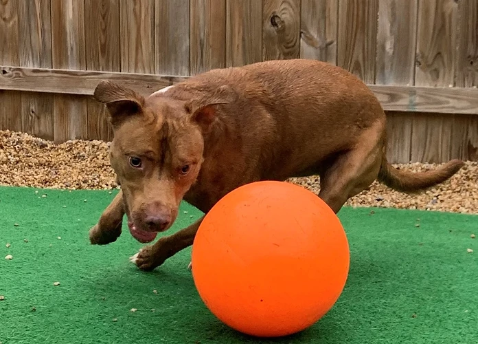 pup playing with orange ball at On Cloud 9