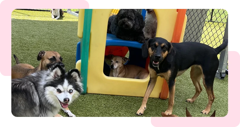 small group playing at pet daycare