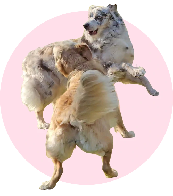 two dogs playing at dog daycare in King George Virginia