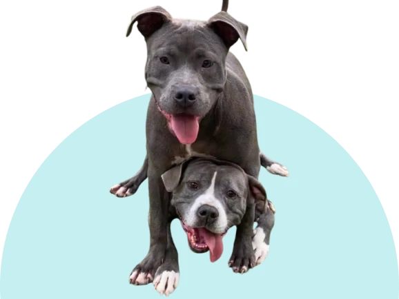 two black and white dogs playing together