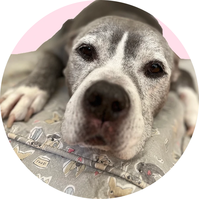 elderly dog needing special care