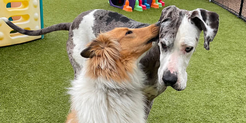 dogs at play at King George doggy daycare