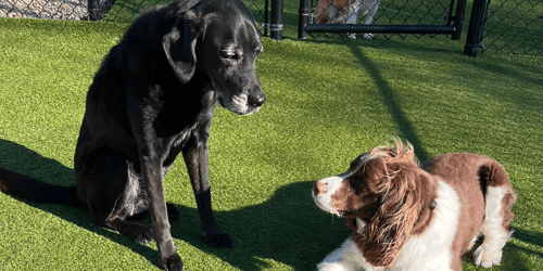 two dogs at daycare